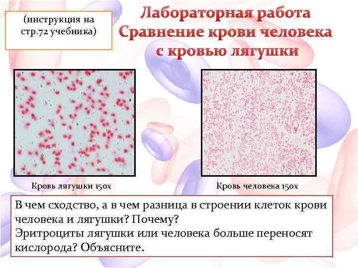 (инструкция на стр. 72 учебника) Кровь лягушки 150 х Лабораторная работа Сравнение крови человека