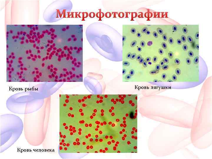 Микрофотографии Кровь рыбы Кровь человека Кровь лягушки 