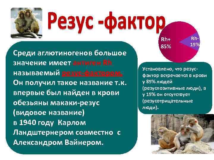 Среди аглютиногенов большое значение имеет антиген Rh называемый резус-фактором. Он получил такое название т.