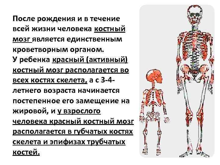 После рождения и в течение всей жизни человека костный мозг является единственным кроветворным органом.