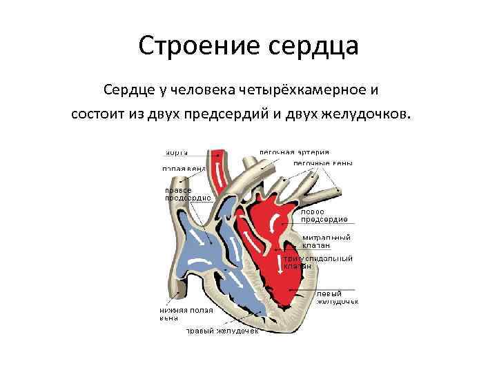 Строение сердца Сердце у человека четырёхкамерное и состоит из двух предсердий и двух желудочков.