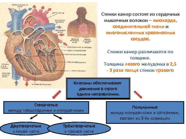 Стенки камер состоят из сердечных мышечных волокон – миокарда, соединительной ткани и многочисленных кровеносных