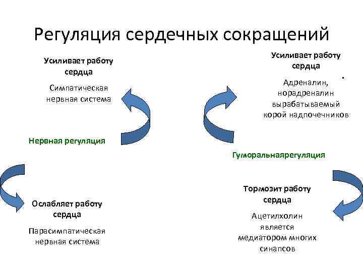 Работу сердца усиливают. Регуляция сердечных сокращений схема. Регуляция сердечных сокращений кратко. Регуляция сердечной сокращения. Регуляция сердечных сокращений таблица.