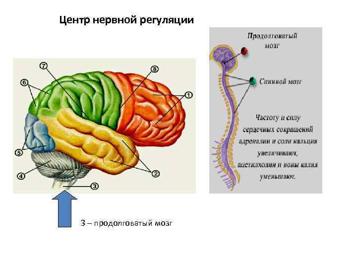 Центр нервной регуляции 3 – продолговатый мозг 