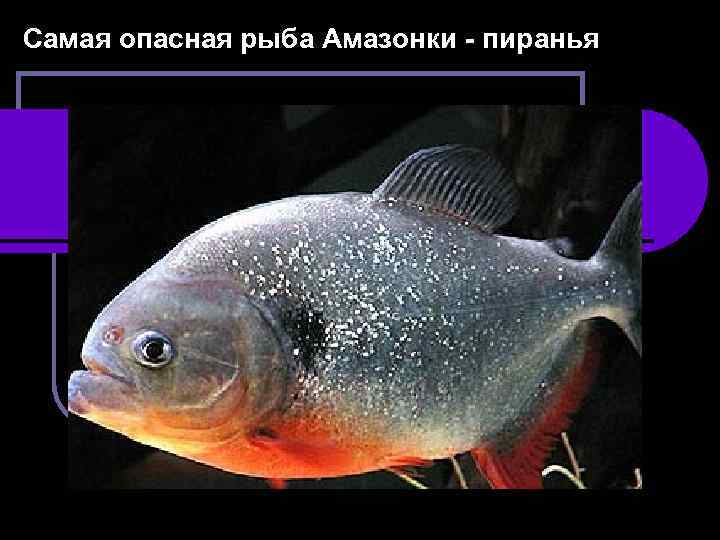 Самая опасная рыба Амазонки - пиранья 