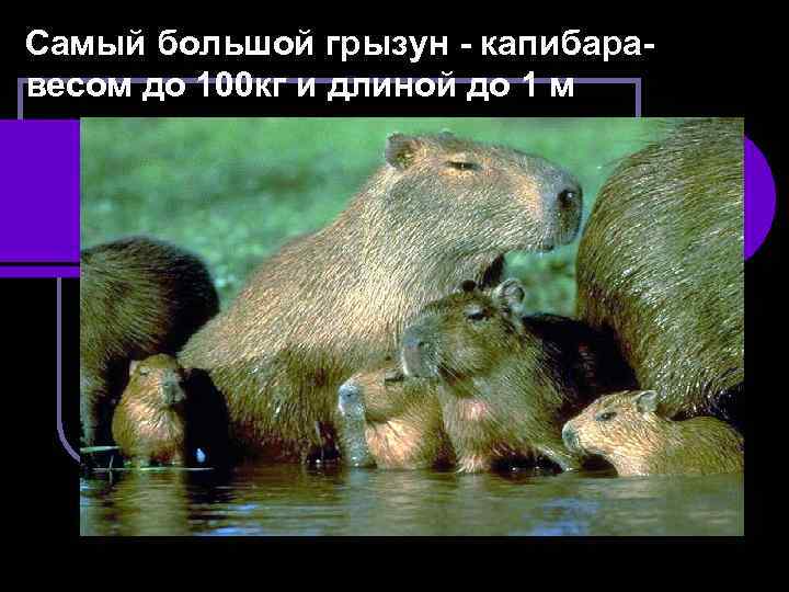 Самый большой грызун - капибаравесом до 100 кг и длиной до 1 м 