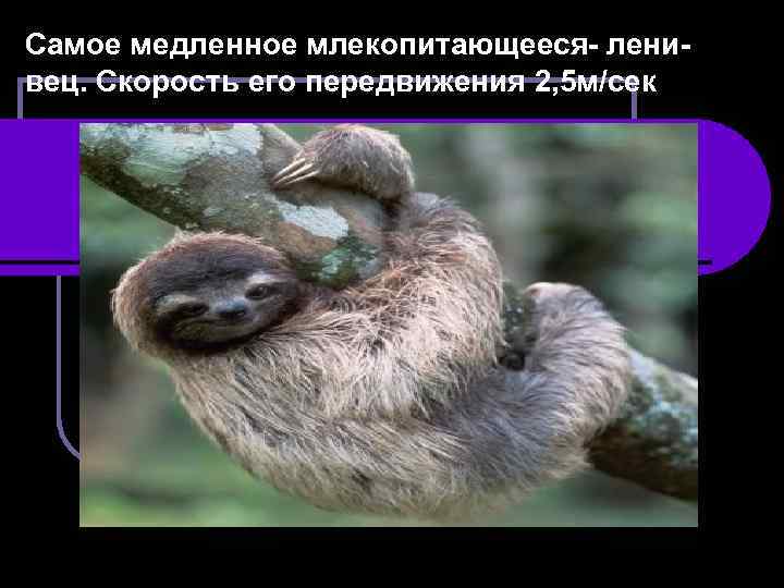 Самое медленное млекопитающееся- ленивец. Скорость его передвижения 2, 5 м/сек 