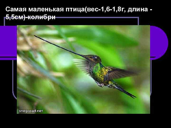 Самая маленькая птица(вес-1, 6 -1, 8 г, длина 5, 5 см)-колибри 