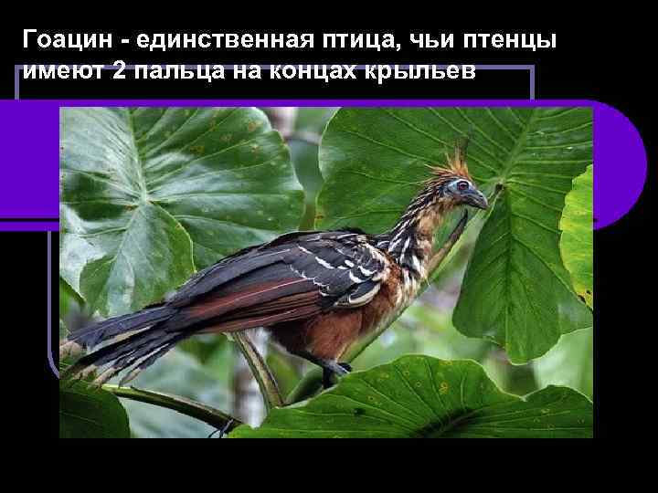 Гоацин - единственная птица, чьи птенцы имеют 2 пальца на концах крыльев 