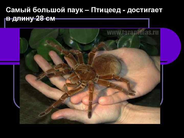 Самый большой паук – Птицеед - достигает в длину 28 см 