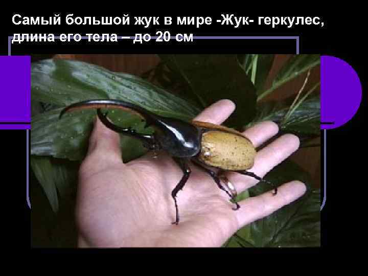Самый большой жук в мире -Жук- геркулес, длина его тела – до 20 см
