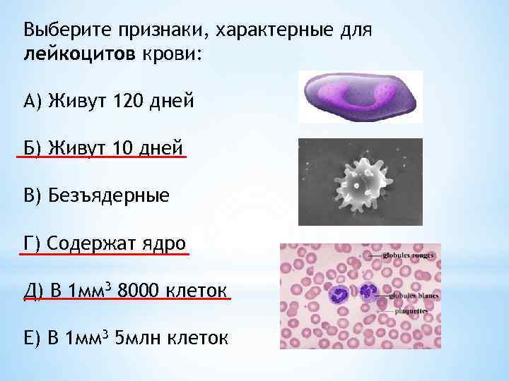 Выберите признаки характеризующие. Признаки характерные для лейкоцитов. Признаки характерные для лейкоцитов крови. Признаки характеризующие лейкоциты крови. Три признака, характеризующие лейкоциты крови.