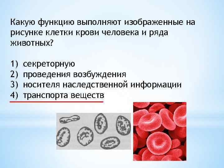 Рассмотри рисунок и ответь на вопрос каковы функции изображенной на картинке ткани в организме