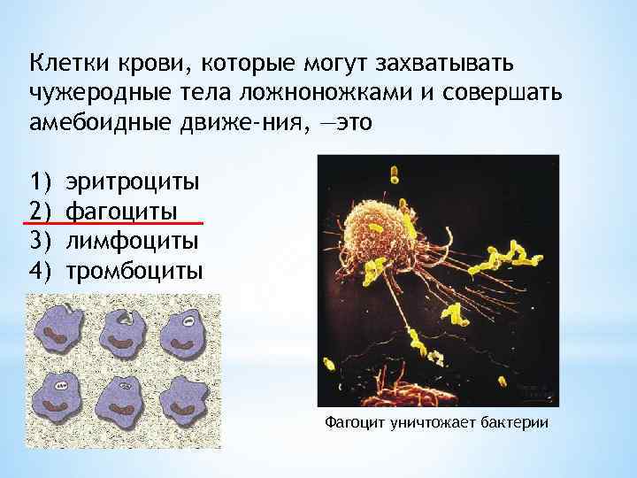 Клетки крови, которые могут захватывать чужеродные тела ложноножками и совершать амебоидные движе ния, —это