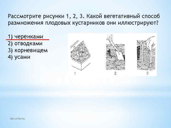 Рассмотрите рисунки 1, 2, 3. Какой вегетативный способ размножения плодовых кустарников они иллюстрируют? 1)