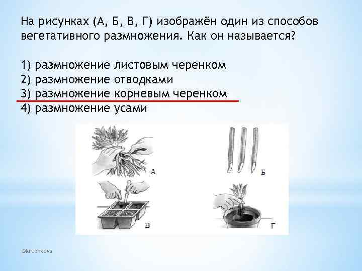 На рисунках (А, Б, В, Г) изображён один из способов вегетативного размножения. Как он