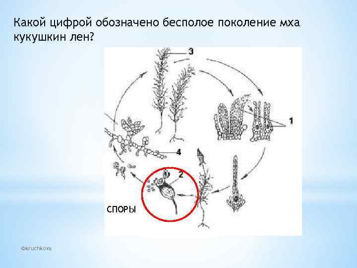 Какой цифрой обозначено бесполое поколение мха кукушкин лен? СПОРЫ ©kruchkova 