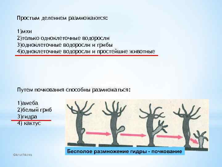 Простым делением размножаются: 1)мхи 2)только одноклеточные водоросли 3)одноклеточные водоросли и грибы 4)одноклеточные водоросли и