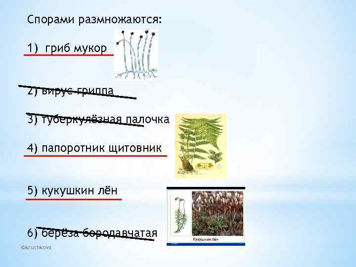 Спорами размножаются: 1) гриб мукор 2) вирус гриппа 3) туберкулёзная палочка 4) папоротник щитовник