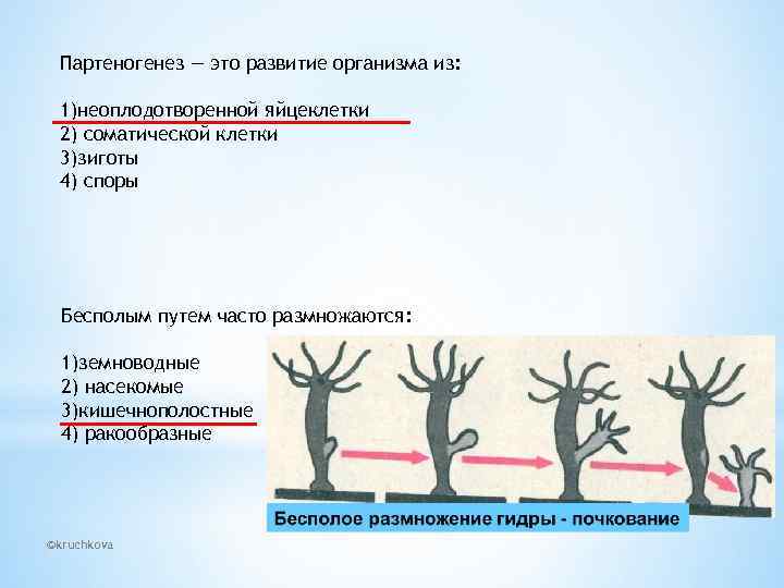 Партеногенез — это развитие организма из: 1)неоплодотворенной яйцеклетки 2) соматической клетки 3)зиготы 4) споры