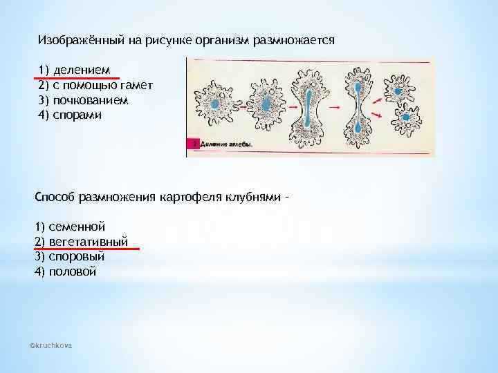 Изображённый на рисунке организм размножается 1) 2) 3) 4) делением с помощью гамет почкованием
