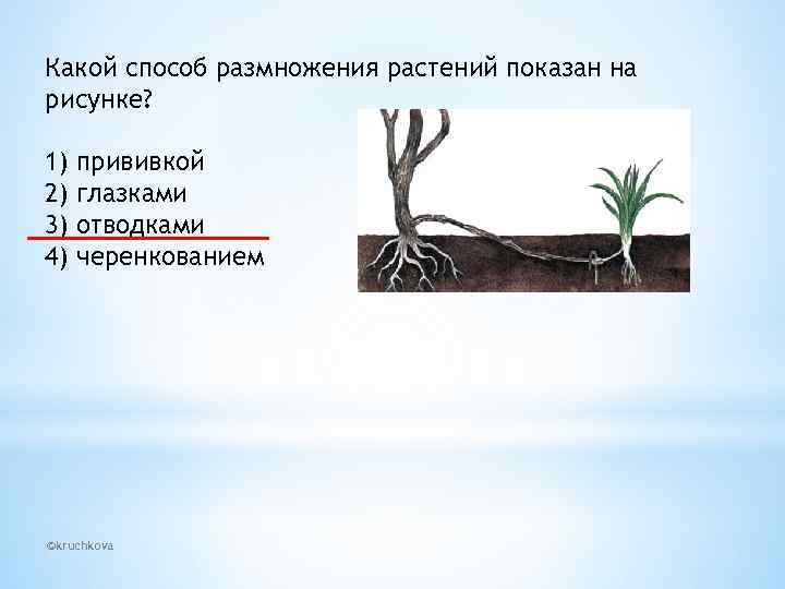 Какой способ размножения растений показан на рисунке? 1) 2) 3) 4) прививкой глазками отводками