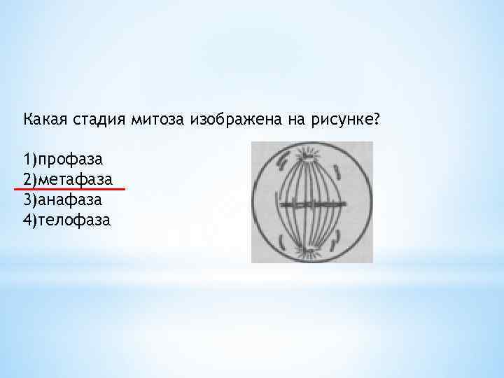 Какая фаза митоза изображена на рисунке анафаза телофаза метафаза профаза