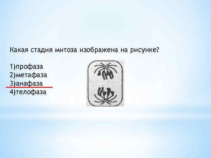 Какая фаза клетки изображена на рисунке. Фазы митоза анафаза метафаза профаза. Профаза метафаза анафаза телофаза таблица митоз. Фаза деления клетки, рисунок профаза. Метафаза и телофаза митоза.