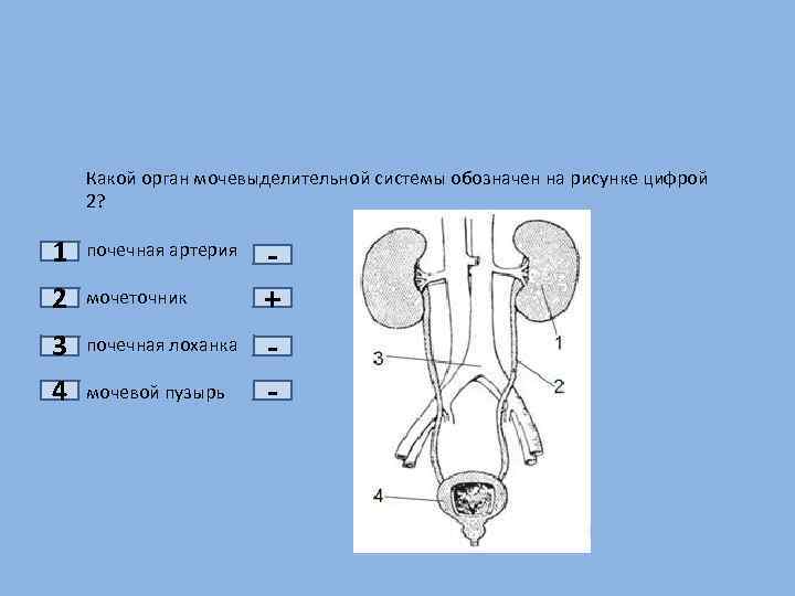 Какой орган мочевыделительной системы обозначен на рисунке цифрой 2? 1 почечная артерия 2 мочеточник