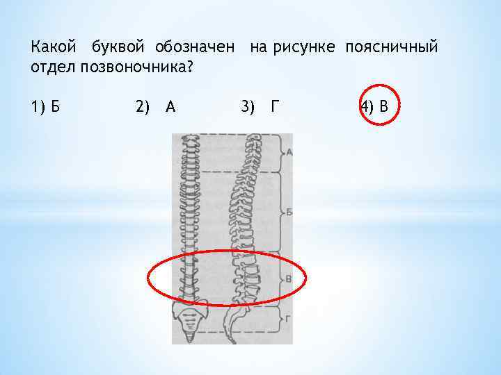 На рисунке 7 обозначены. Какой буквой обозначается на рисунке поясничный отдел. Какой буквой обозначается на рисунке поясничный отдел позвоночника. Какой буквой на рисунке обозначен отдел позвоночника. Какой буквой обозначен на рисунке поясничный отдел позвоночника.