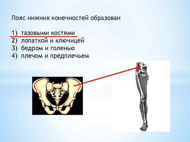 Цифрой 5 на рисунке обозначена кость. Пояс нижних конечностей образован. Кости пояса нижних конечностей. Пояс нижних конечностей образован костями. Кости пояса нижней конечности образуют.