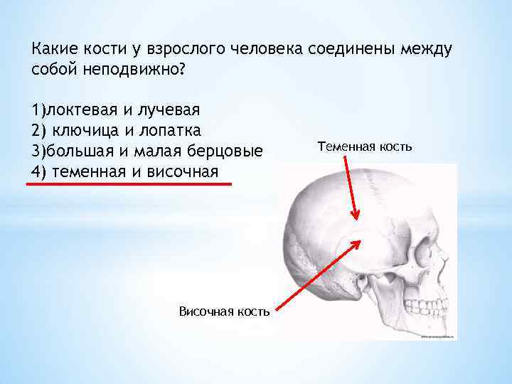 Кости скелета человека соединены неподвижно. Какие кости у взрослого человека соединены между собой неподвижно. Неподвижно соединены между собой. Теменные кости соединяются между собой:. Какие кости соединены между собой неподвижно.