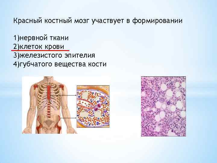 Участвует в формировании. Красный костный мозг участвует. Красный костный мозг участвует в формировании нервной ткани. Формируются в Красном костном мозге. Красный костный мозг расположен в губчатом веществе.