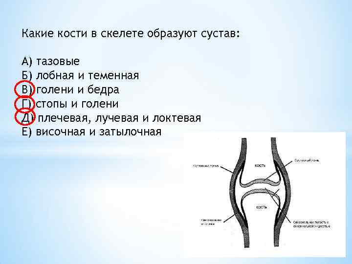 Какими структурами образован скелет растений