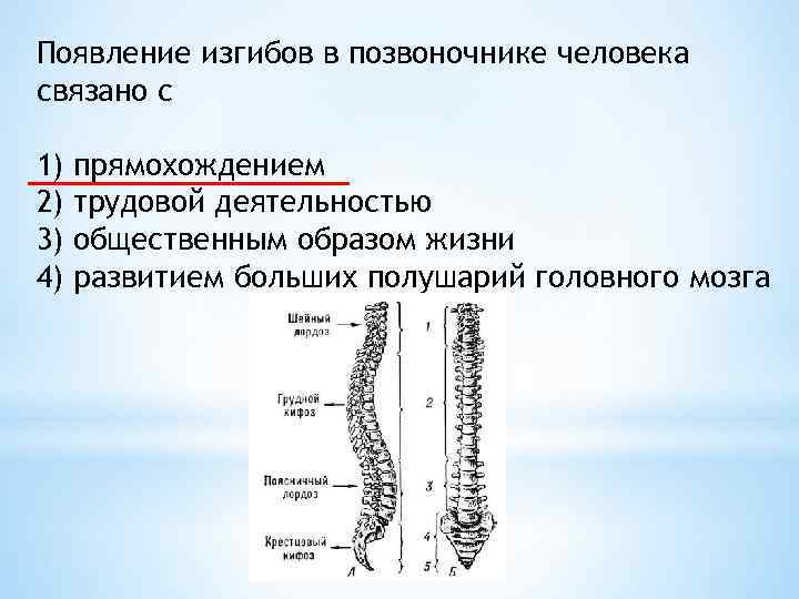 Кости скелета образованы. Изгибы позвоночника человека. Появление изгибов позвоночника. Изгибы позвоночника связано с. Появление изгибов в позвоночнике человека связано с.