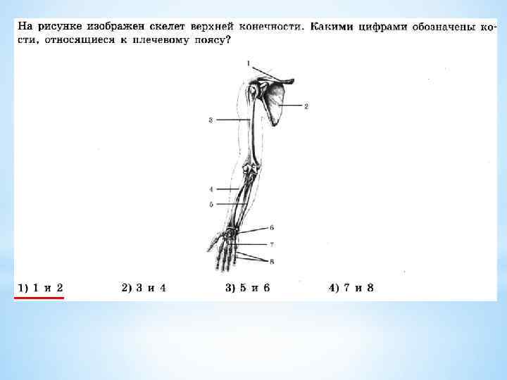 Цифрой 3 на рисунке обозначена кость. Схема верхней конечности. Скелет верхних конечностей таблица. Граф структура скелет верхней конечности.