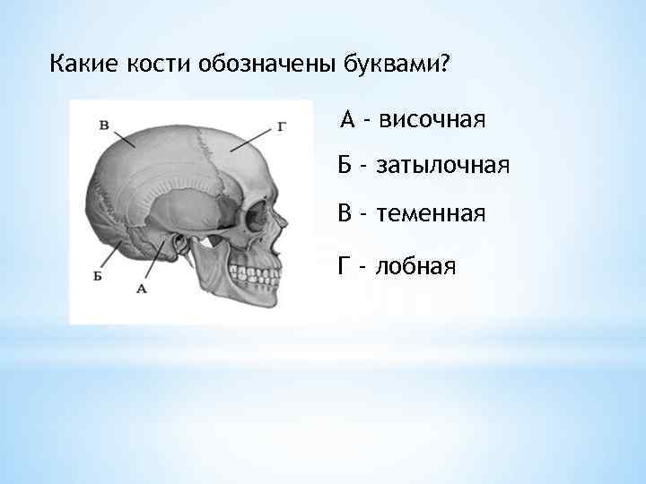 Кости образован тканью. Затылочная и височная кости. Височная теменные затылочные кости. Затылочная кость что обозначает. Теменная кость височная кость.