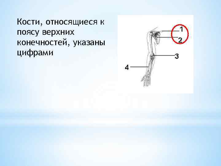 Кости, относящиеся к поясу верхних конечностей, указаны цифрами 