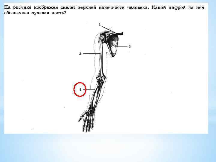 Скелет верхней конечности птицы