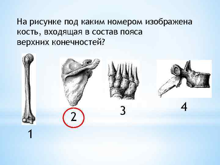 На рисунке изображен сустав