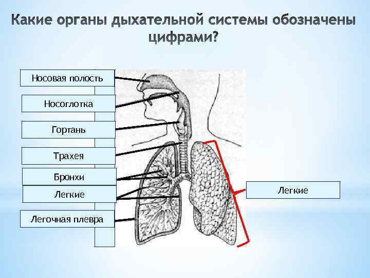 Легкие гортань бронхи