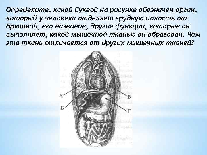 Органом называется. Орган отделяющий грудную полость от брюшной называется. Какой орган отделяет грудную полость от брюшной. У человека грудная полость отделена от брюшной. Мышечный орган, отделяющий брюшную полость от грудной..