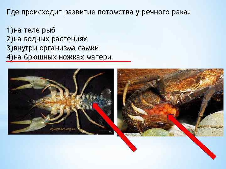 На рисунке изображен представитель простейших имеющий название