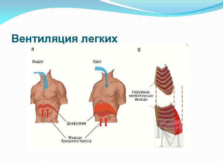 Вентиляция легких 