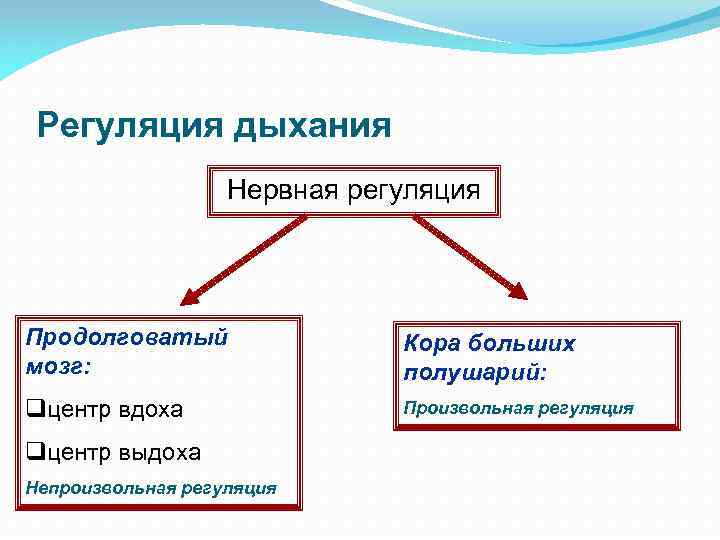 Регуляция дыхания Нервная регуляция Продолговатый мозг: Кора больших полушарий: qцентр вдоха Произвольная регуляция qцентр