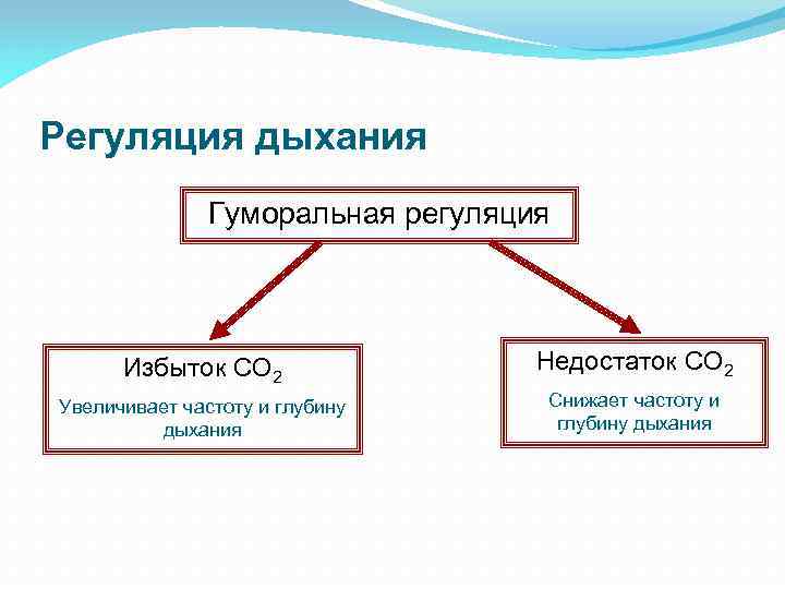 Регуляция дыхания Гуморальная регуляция Избыток CO 2 Недостаток CO 2 Увеличивает частоту и глубину