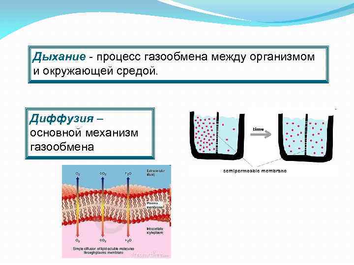 Диффузия в дыхании