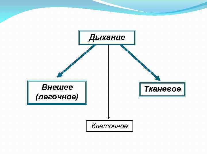 Дыхание Внешее (легочное) Тканевое Клеточное 