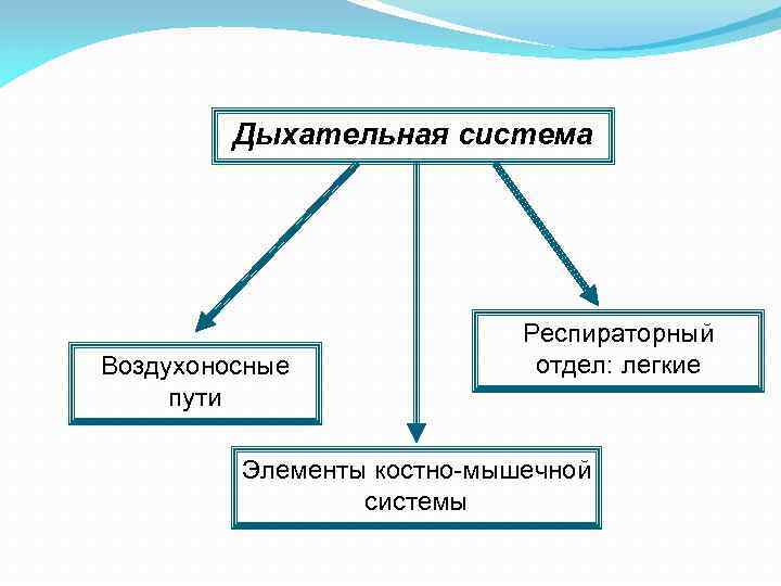 Дыхательная система Воздухоносные пути Респираторный отдел: легкие Элементы костно-мышечной системы 