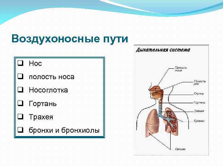 Последовательность дыхания у человека. Воздухоносные пути дыхательной системы человека. Таблица носовая полость гортань трахея бронхи строение функции.